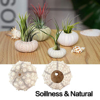 1 x RAW Customer Returns Cocoarm 5 Pack Mini Air Plant Holder with Sea Urchin Shell, Decorative Hanging Air Plant Pot, Cute Tillandsia Succulent Display Container 4 Piece Set  - RRP €14.39