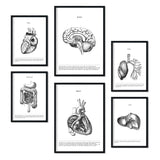 1 x RAW Customer Returns Nacnic set of 6 posters of internal organs. Collection of panels with aesthetic collage for interior decoration. Sizes A3 and A4. Frameless - RRP €25.9