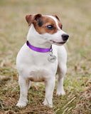 2 x Brand New TagME Dog Collar, Classic Adjustable Reflective Nylon Collar Suitable for Puppy, Purple, 1.5cm Width - RRP €13.98