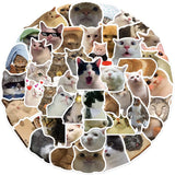 1 x RAW Customer Returns Cat Meme Stickers for Laptop 50 PCS ,Gift for Kids Teens Adults Boys,Meme Stickers Waterproof Vinyl Stickers for Scrapbook,Skateboard,Car,Luggage - RRP €7.04