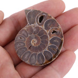 1 x RAW Customer Returns 2pcs ammonite shell, ammonite fossil shell, natural stones and minerals from Madagascar. Used for school supplies 4cm  - RRP €16.99