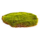 16 x RAW Customer Returns MIJOMA Artificial Moss Plate Decorative Moss Grass Plate Ornamental Grass - Premium Quality, 10 cm, 6 pieces moss plate  - RRP €335.2