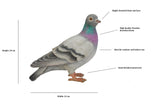 1 x RAW Customer Returns Vivid arts- British birds- Realistic resin dove ornament - RRP €37.99