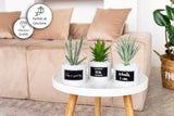 1 x RAW Customer Returns ODEZZA Artificial Plants in Pot 10x16cm White - Set of 3 Decorative Succulents Artificial Small Modern - Artificial Plants Set for Decorating Living Room Bathroom Kitchen Balcony - Mini Artificial Plants - RRP €25.16