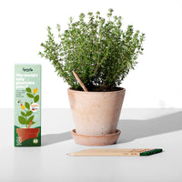 1 x RAW Customer Returns Sprout Teacher Edition Plantable graphite pencils with flower, herb and vegetable seeds Environmentally friendly organic wood Sustainable gift for teachers, creative children and students Pack of 32 - RRP €44.21