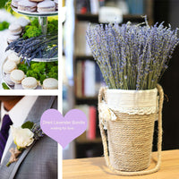 2 x RAW Customer Returns CoolCrafts Dried Lavender Bundle 200 Stems Dried Lavender Bouquet Decoration - RRP €36.2