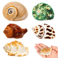 4 x Brand New SKOOLOVE 5pcs Hermit crab shells, natural large shells 5.3-7CM, opening size 2.2-3.8cm, decorative shells large, maritime decorative shells, sea shell for decoration - RRP €120.0