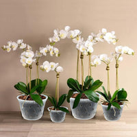 1 x RAW Customer Returns Garden lux set of 20 orchid pots transparent D11cm H8cm - plastic orchid pots with holes - mesh pot for orchids for indoor use - 0.55L - RRP €17.65