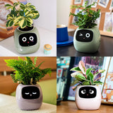 1 x RAW Customer Returns Masdio Smart Flowerpots, with Artificial Intelligence, Time Temperature Display, and Numerous Expressive Animations Based On The Environment, for Interior Decoration Green  - RRP €89.99