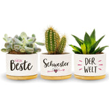 1 x RAW Customer Returns Darlena Best Sister in the World Sister Gift, Birthday Gift Herb Garden Gifts for Sister for Birthday or Christmas Flower Pots for Planting - RRP €19.99