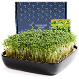 1 x RAW Customer Returns Otaro Premium cress cultivation trays including cress seeds Get started straight away Elegant cress sieve, germination bowls for sprouts, germination bowl Perfect as small thank you gifts premium ceramic set  - RRP €29.23