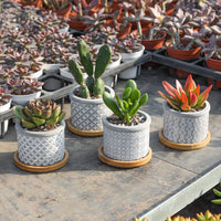 1 x RAW Customer Returns T4U 6cm small flower pot, succulent pots, cement plant pot, succulent pot, mini flower pot with bamboo saucer, small flower pots, planters for cacti, cactus plant, set of 6 - RRP €26.99