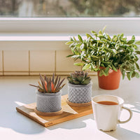 1 x RAW Customer Returns T4U 6cm small flower pot, succulent pots, cement plant pot, succulent pot, mini flower pot with bamboo saucer, small flower pots, planters for cacti, cactus plant, set of 6 - RRP €26.99