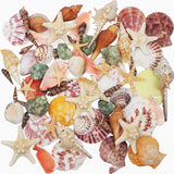 2 x RAW Customer Returns Mixed Beach Shells and Starfish 9 Kinds 3-9 CM Natural and 2 Kinds Theme Party Wedding Decorations DIY Crafts - RRP €22.22