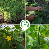 1 x RAW Customer Returns Premium climbing net 2.5 x 2m with 30 plant clips, climbing aids for the perfect growth of tomatoes, cucumbers and climbing plants. The optimal climbing aid net for garden and greenhouse, mesh width 10cm  - RRP €9.06