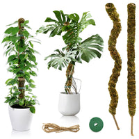 2 x RAW Customer Returns Pack of 2 60 cm bendable moss sticks, plant sticks, coconut moss stick for monstera plants, climbing aids for climbing plants, natural plant support - RRP €36.28