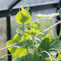 1 x RAW Customer Returns Climbing aids for climbing plants 180x180cm jute climbing net for cucumbers tomato climbing aid climbing aid for beans plant net degradable and untreated natural plant climbing aid from OwnGrown - RRP €8.02