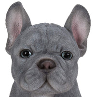 1 x RAW Customer Returns French Bulldog Pet Pal Blue Home or Garden Decoration - RRP €30.24