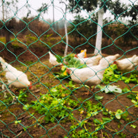 1 x RAW Customer Returns LXGKREL poultry net chicken net very robust aviary net made of 36 threads with fixed knots mesh 5 cm poultry fence without electricity for bird of prey protection ideal addition to the chicken coop 1.5x10m - RRP €25.2