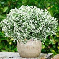 1 x RAW Customer Returns WILLBOND 12 Bundles Artificial Shrubs Bushes Artificial Flowers Outdoor UV Resistant Plants Flowers Decorative Artificial Shrubs Bushes for Flower Arrangement, Table Centerpiece Decor White  - RRP €25.99