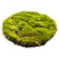 11 x Brand New MIJOMA Artificial Grass Plate Moss Plate Ornamental Grass Ornamental Moss - Premium Quality, 6 Pieces 20 cm, 3 Pieces Moss Plate  - RRP €275.44