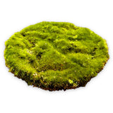 16 x RAW Customer Returns MIJOMA Artificial Moss Plate Decorative Moss Grass Plate Ornamental Grass - Premium Quality, 10 cm, 6 pieces moss plate  - RRP €335.2