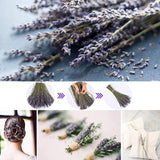 1 x RAW Customer Returns CoolCrafts Dried Lavender Bundle 100 Stems Dried Lavender Bouquet Decoration - RRP €13.87