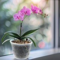 1 x RAW Customer Returns Garden lux set of 20 orchid pots transparent D11cm H8cm - plastic orchid pots with holes - mesh pot for orchids for indoor use - 0.55L - RRP €17.65