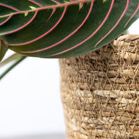 1 x RAW Customer Returns SMPLY. Round Jute Semi-Rigid Planter Basket Wicker Ideal for Flower Pots or Planters Suitable for Indoors or Terraces 30 x 28 cm Natural Color - RRP €41.21