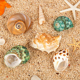 20 x Brand New SKOOLOVE 5pcs Hermit crab shells, natural large shells 5.3-7CM, opening size 2.2-3.8cm, decorative shells large, maritime decorative shells, sea shell for decoration - RRP €600.0