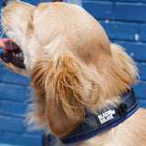 1 x RAW Customer Returns Black Rhino - The Comfort Collar Super Soft Neoprene Padded Dog Collar for All Dog Breeds - Heavy Duty Adjustable Reflective Weatherproof Medium, Sport Blue Gray  - RRP €36.46