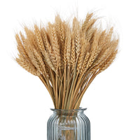 1 x RAW Customer Returns Ruiuzioong Dried Wheat Stalks, 100 Stems 100 Natural Wheat Decor for Home Kitchen Christmas Wedding 40cm Length Brown, 40cm  - RRP €13.72