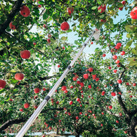 1 x RAW Customer Returns Fruit picker with telescopic handle, 2.6M apple picker, cherry picker with lightweight stainless steel telescopic pole and cotton bag, fruit gripper easy to assemble, cherry picker, plum picker - RRP €22.99