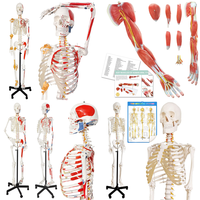 RAW Customer Returns Pallet - Human Skeleton Models & Toilet Seats - 12 Items - RRP £1559.88